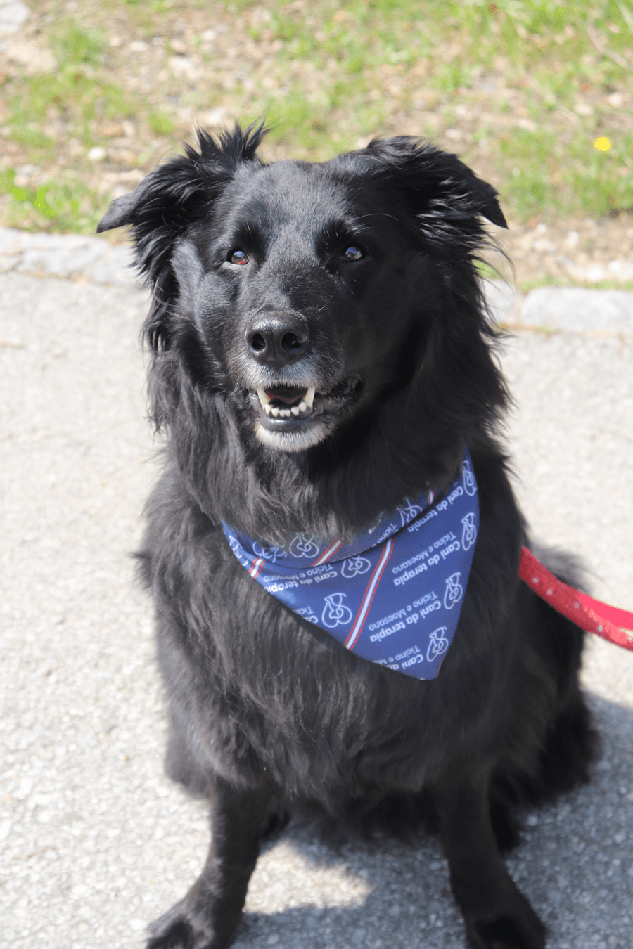 delta dog
